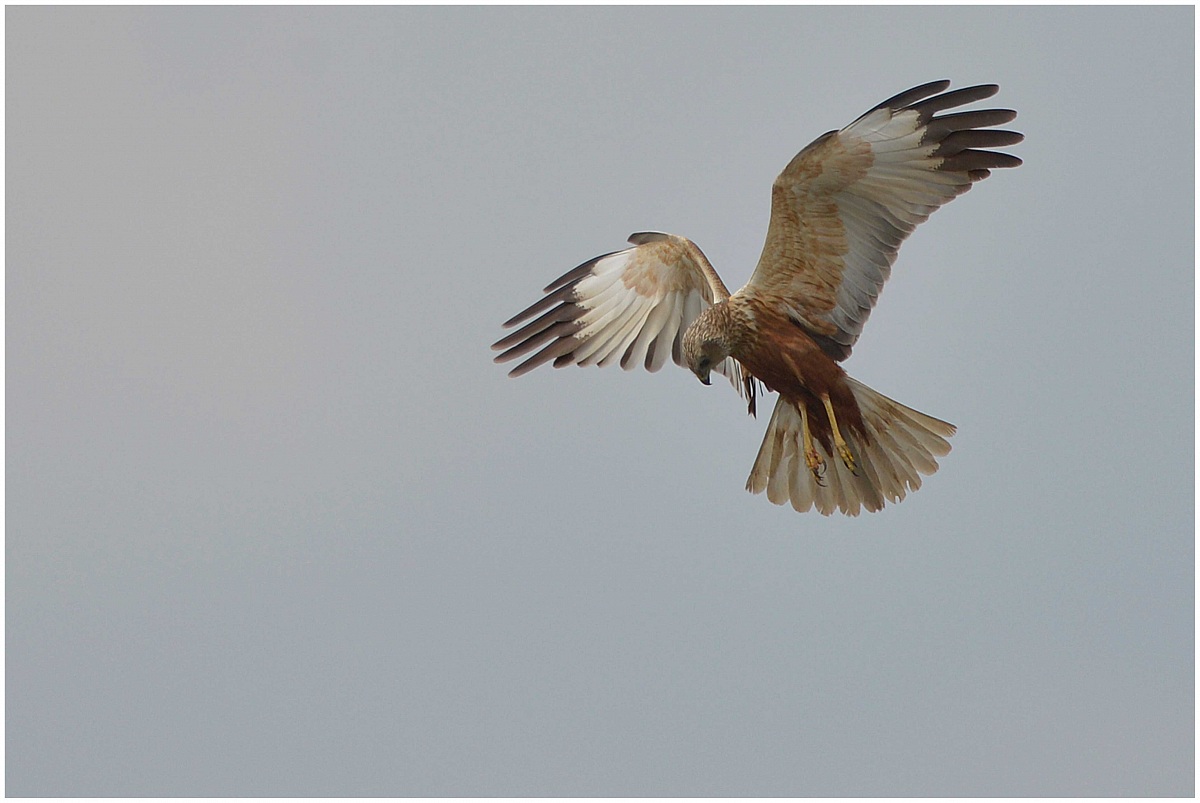 Marsh Harrier