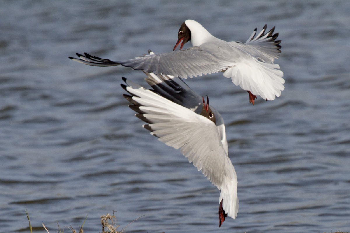 The Battle of the Gulls