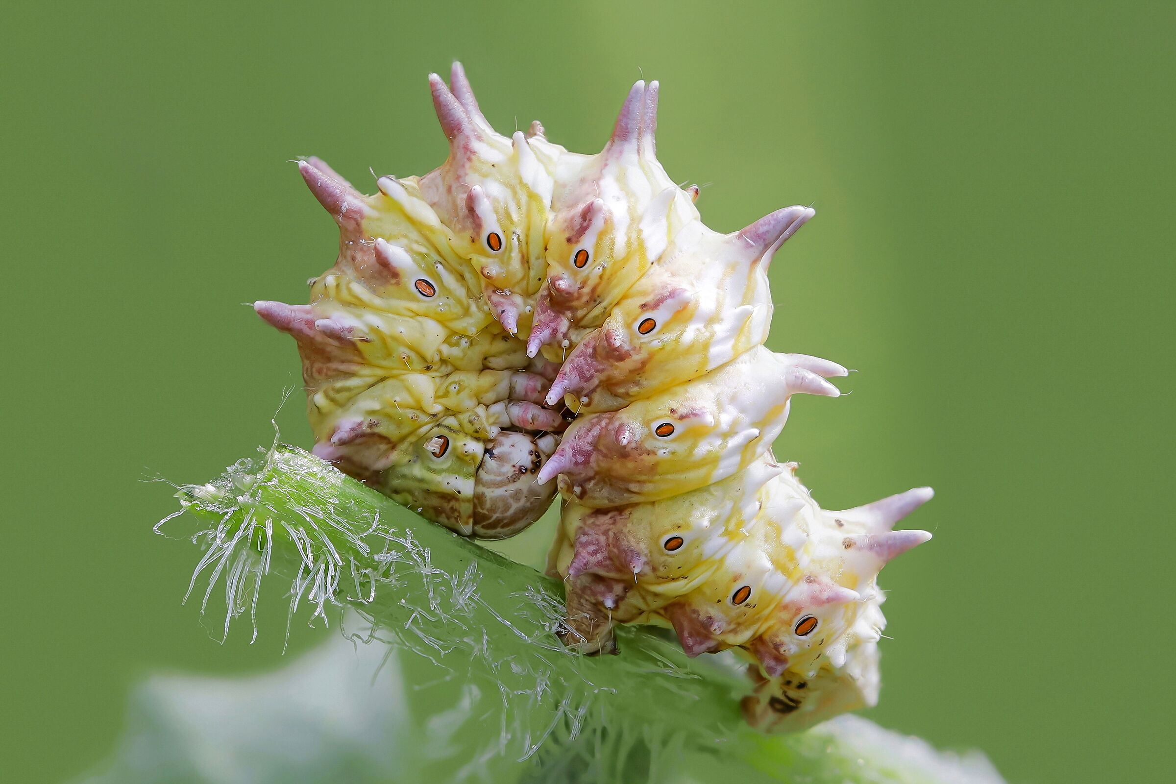 Larva of Apochima flabellaria