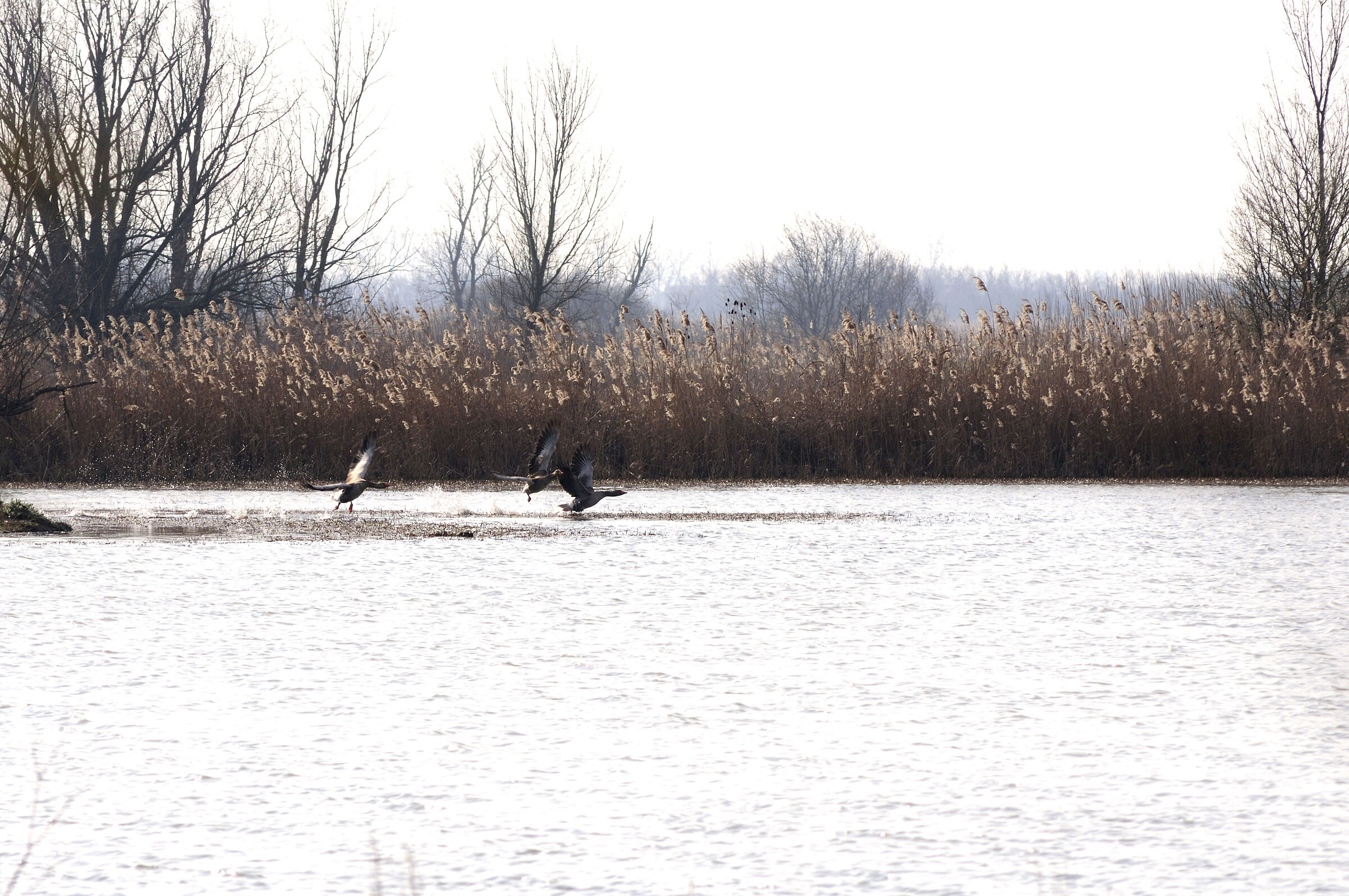 Wild geese