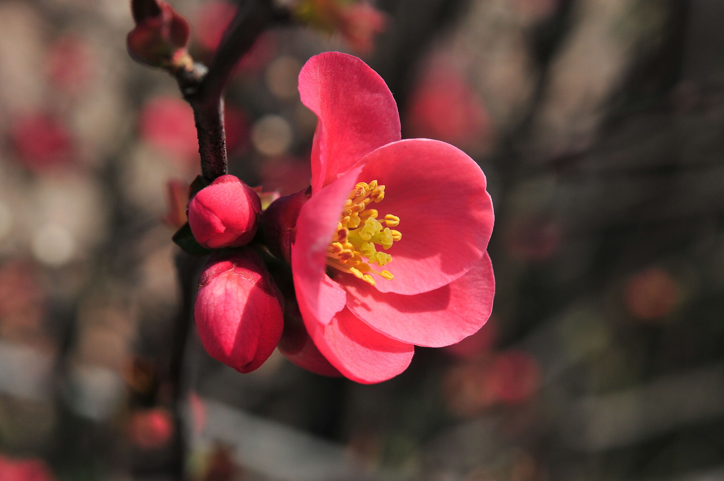 Peach blossom