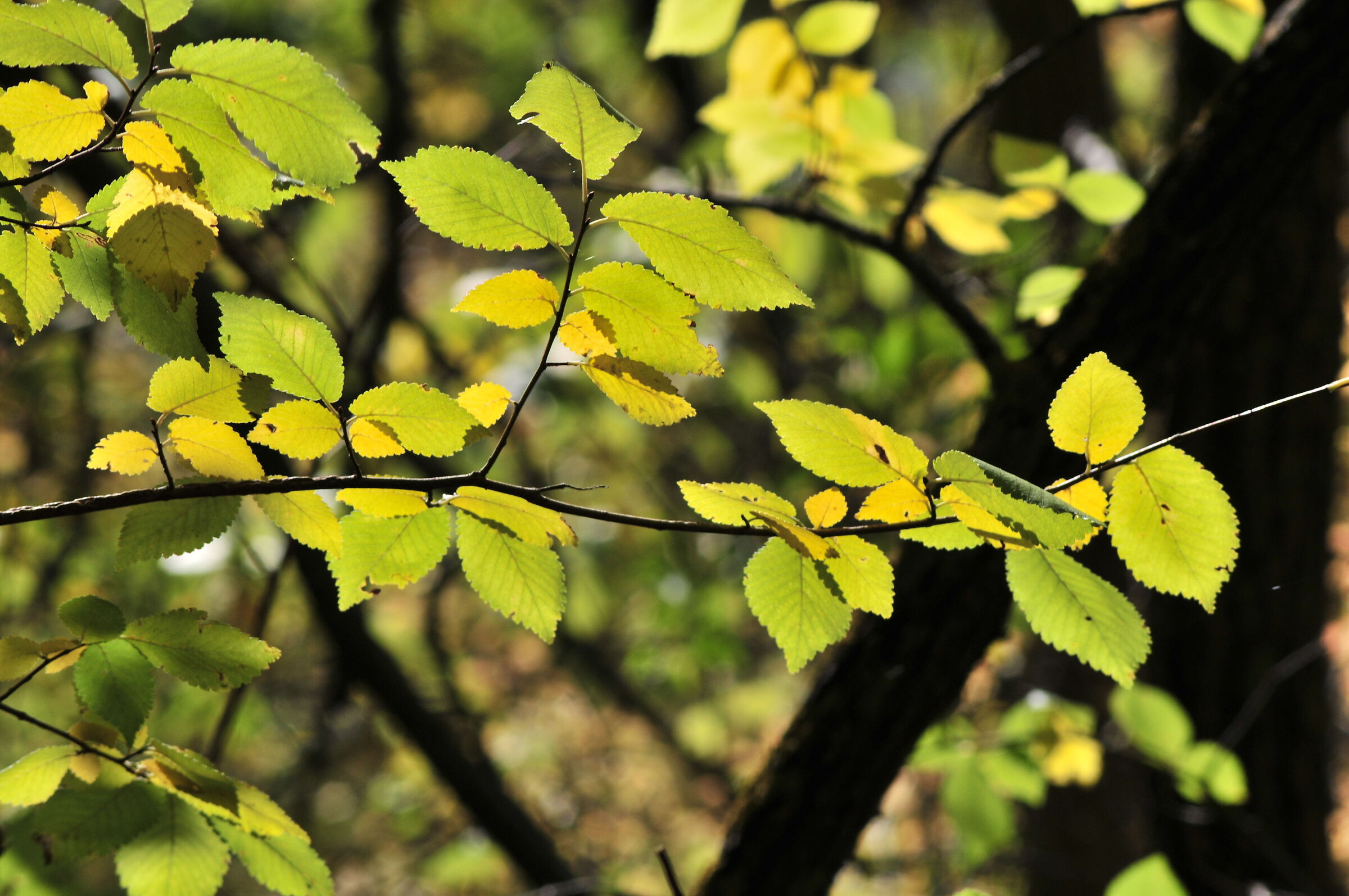 Autumn leaves