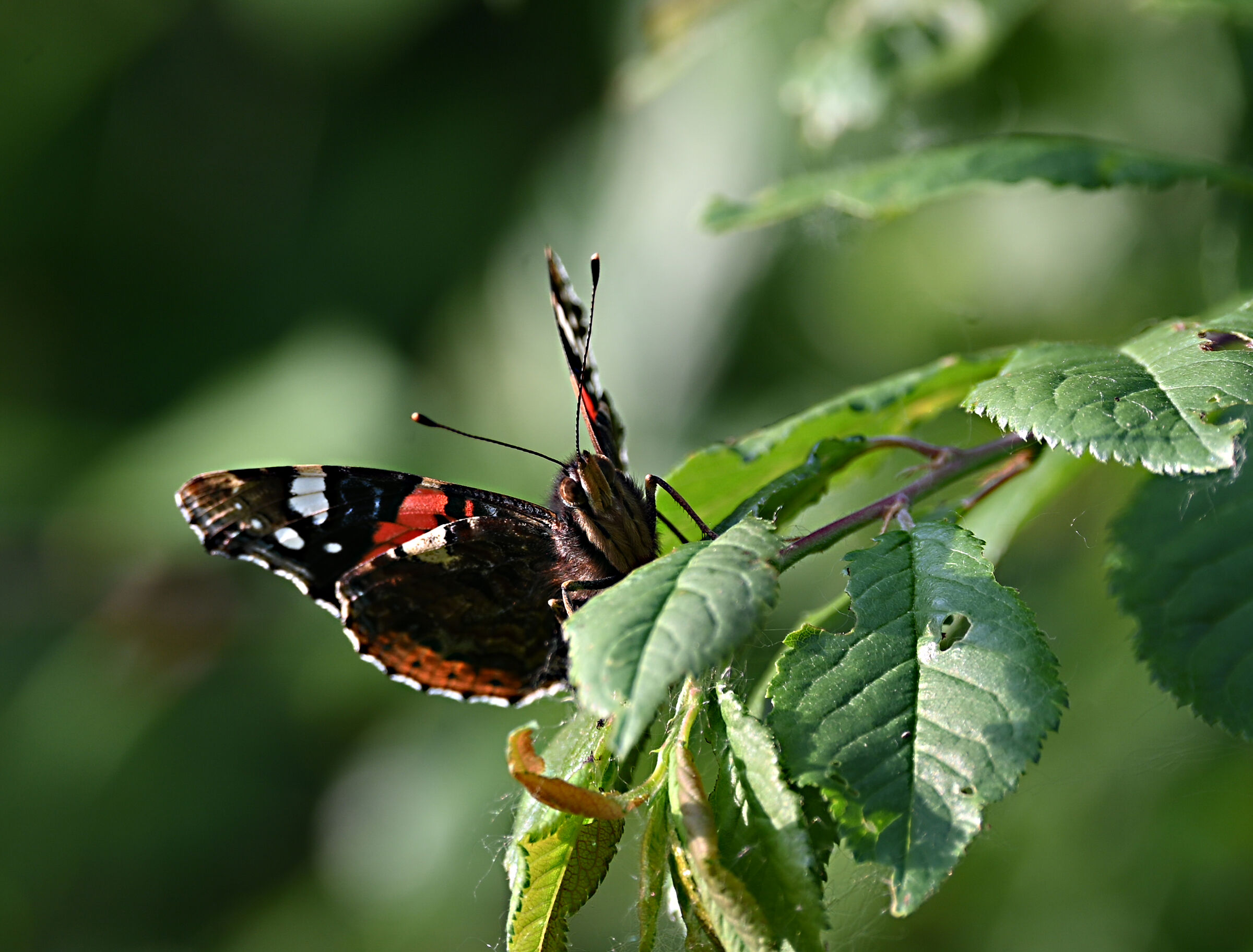 Vanessa atalanta