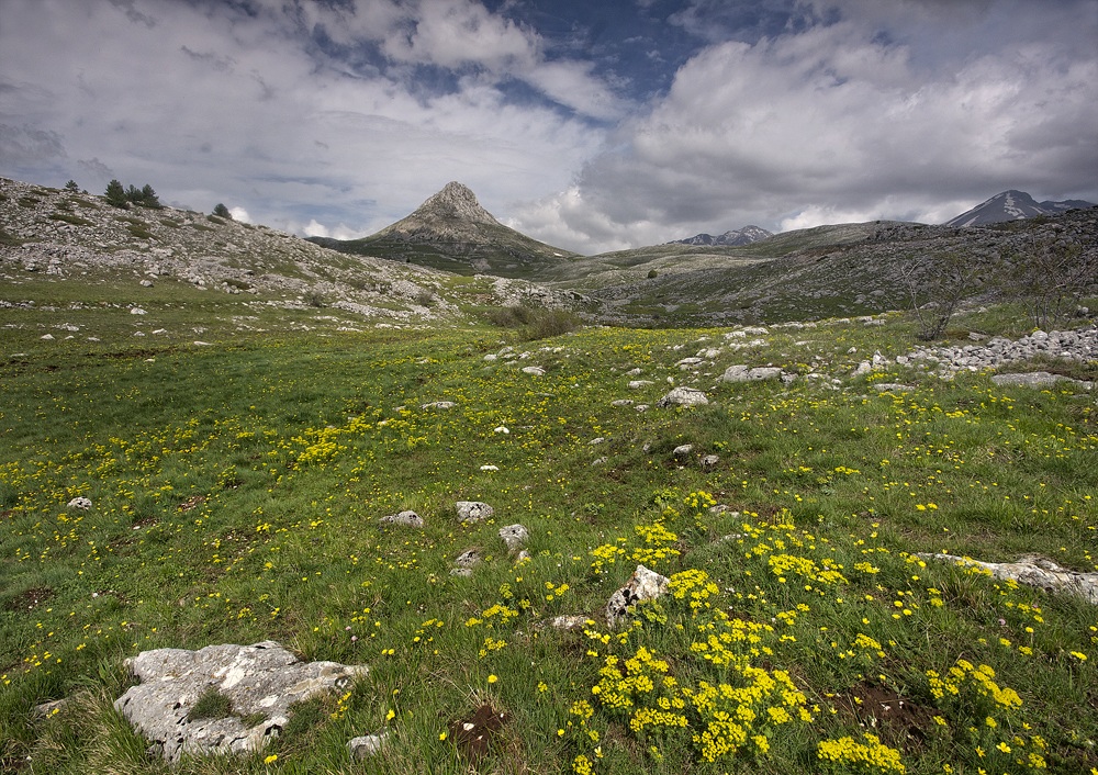 Monte Bolza fioritura euforbia