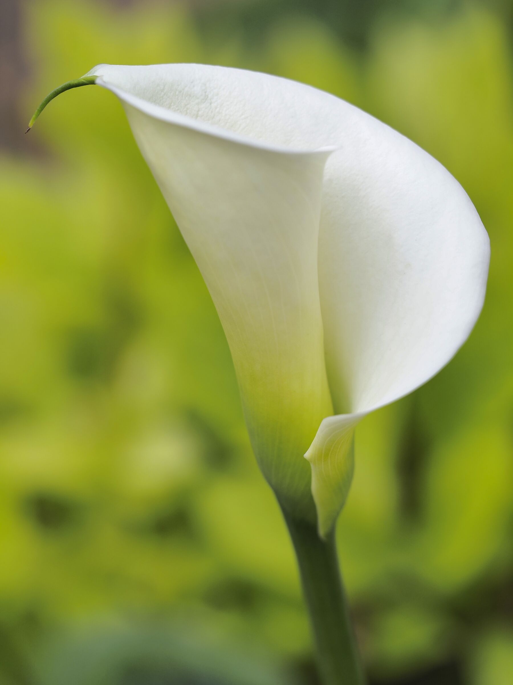 Calla