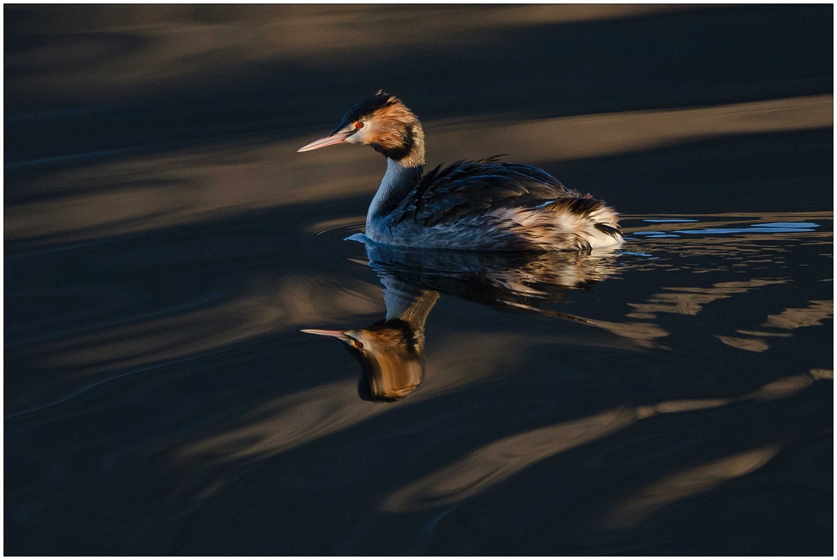 Great Crested Grebe