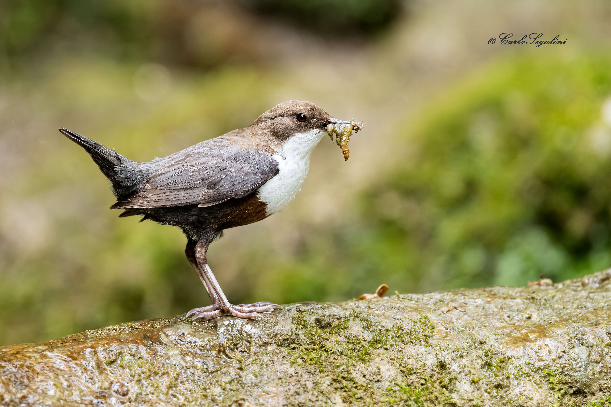Consegna a domicilio