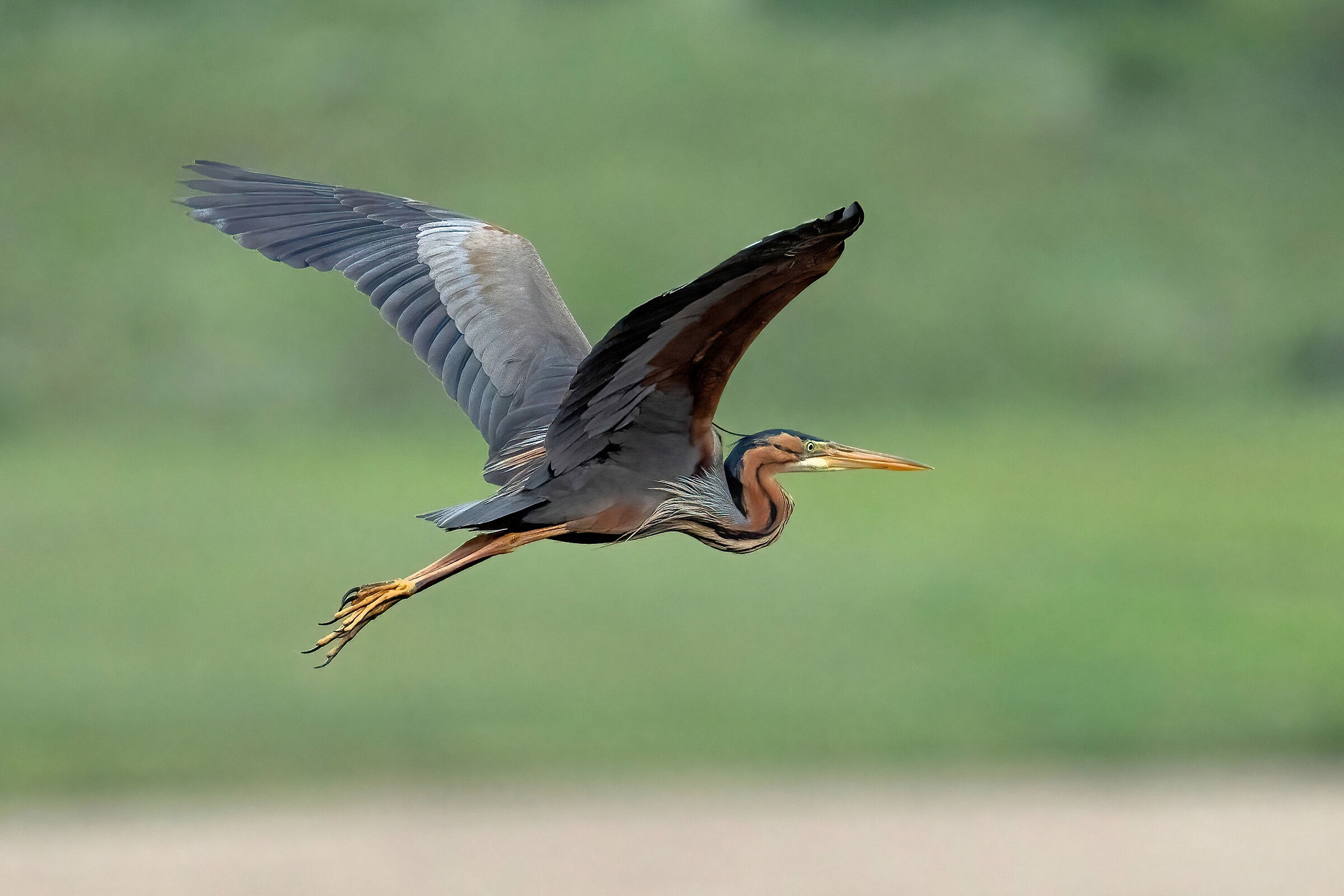 Purple Heron (Ardea purpurea)
