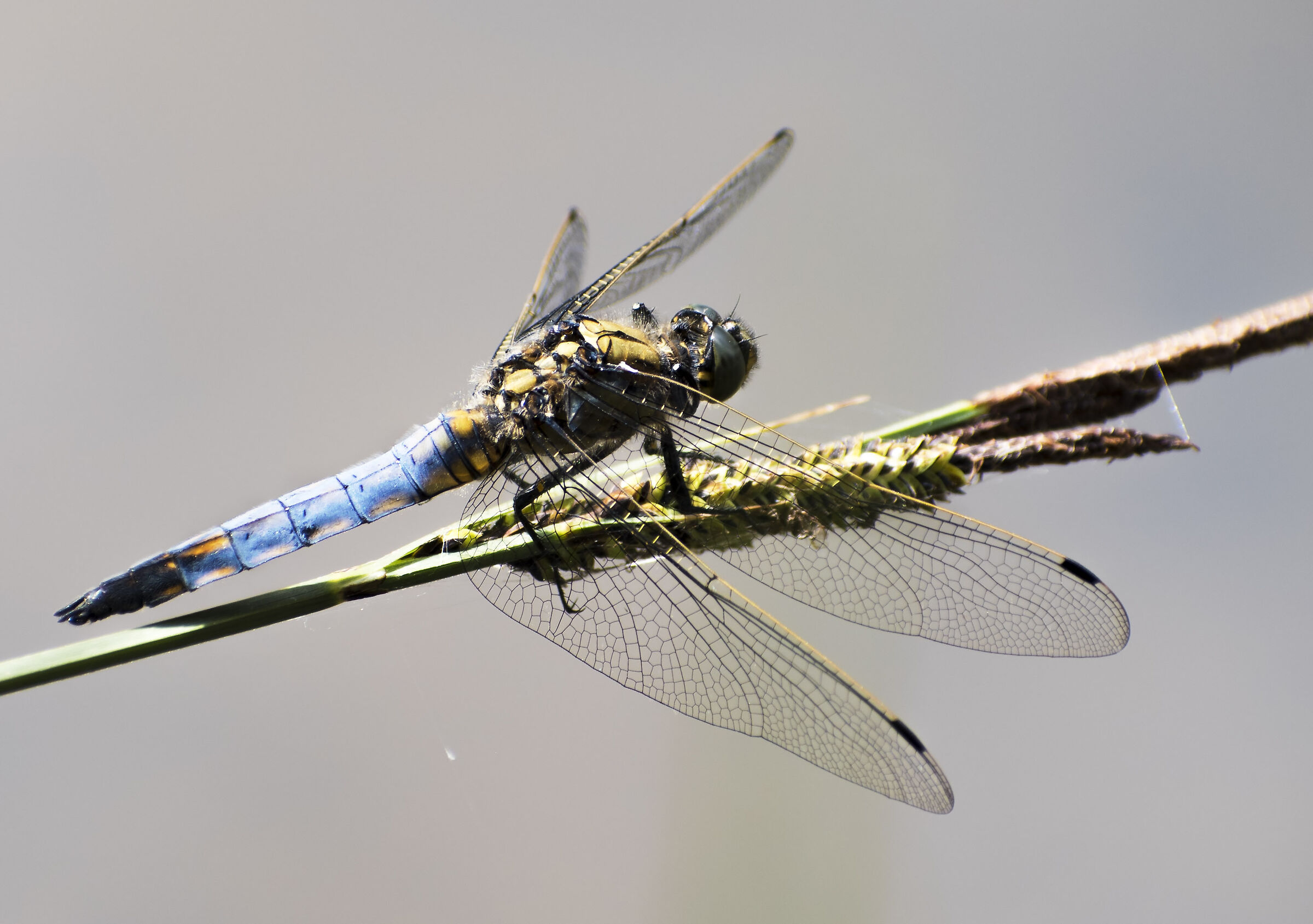 Libellula