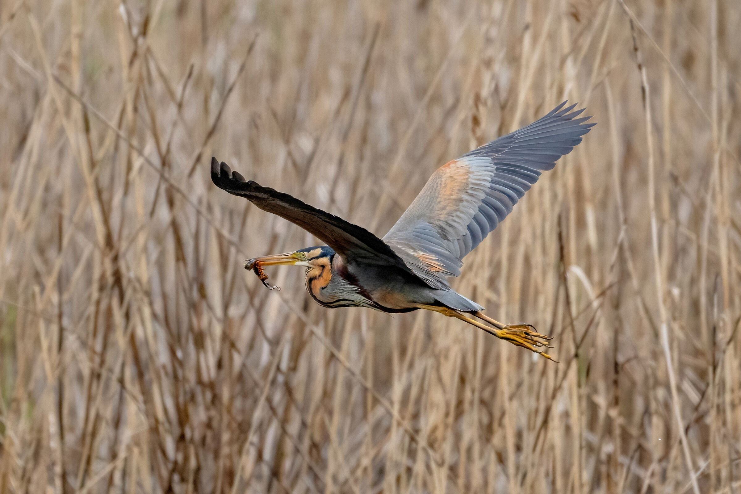 Purple Heron (Ardea purpurea)