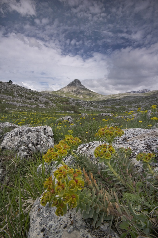 Euforbia con monte Bolza sullo sfondo