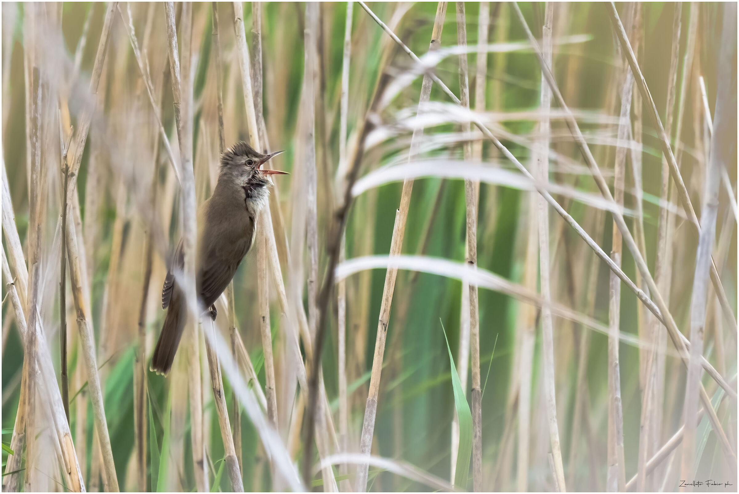 Cannareccione in song