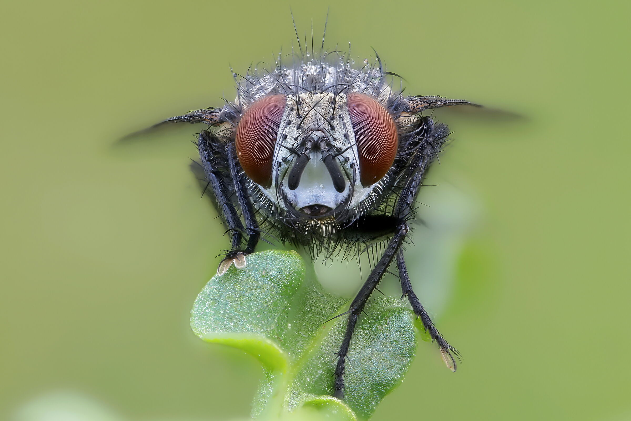 Tachinidae Exoristinae sp.