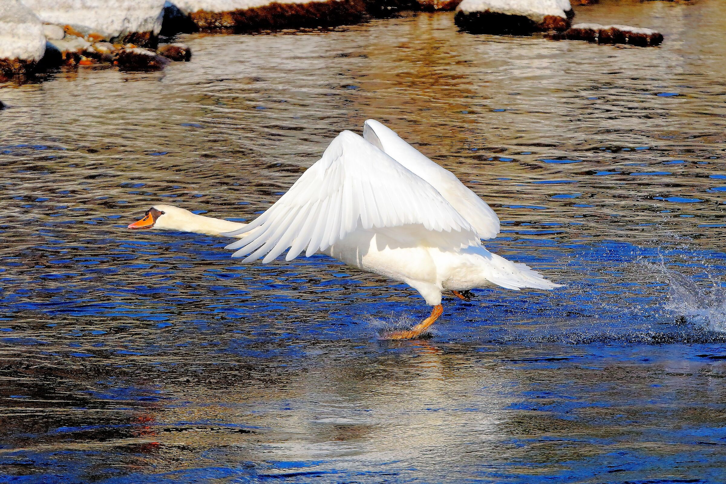 Cigno 13 febbraio 2023