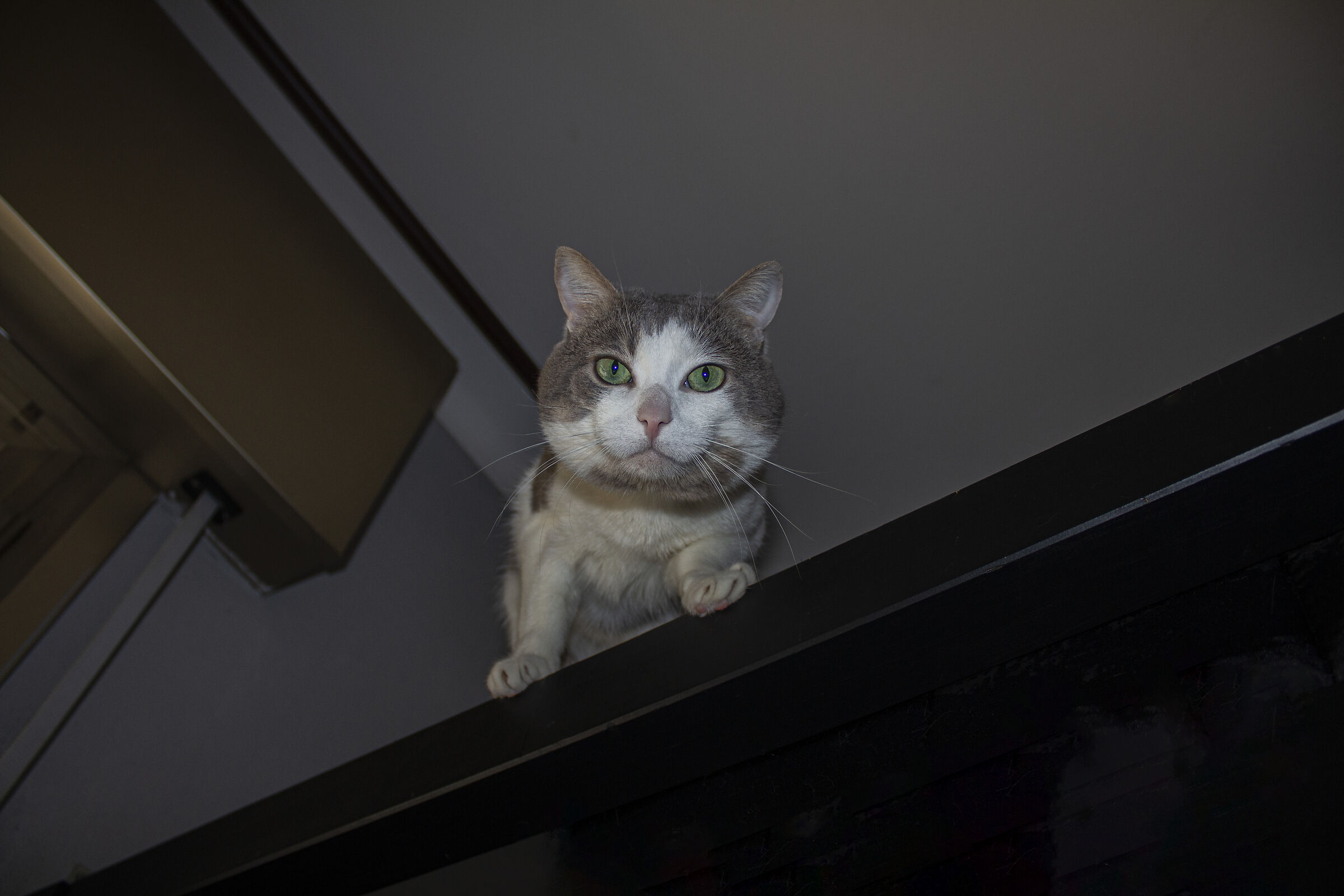 Try cat