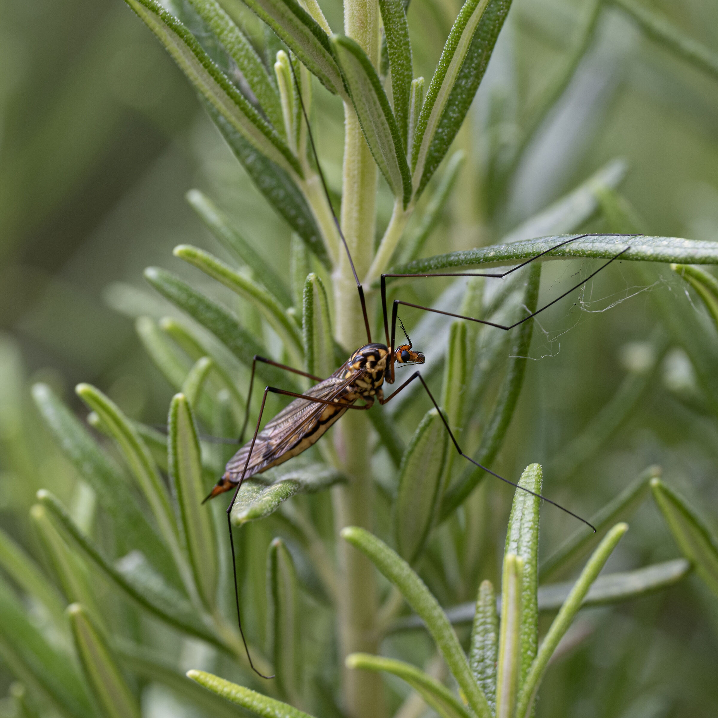 Nephrotoma su rosmarino