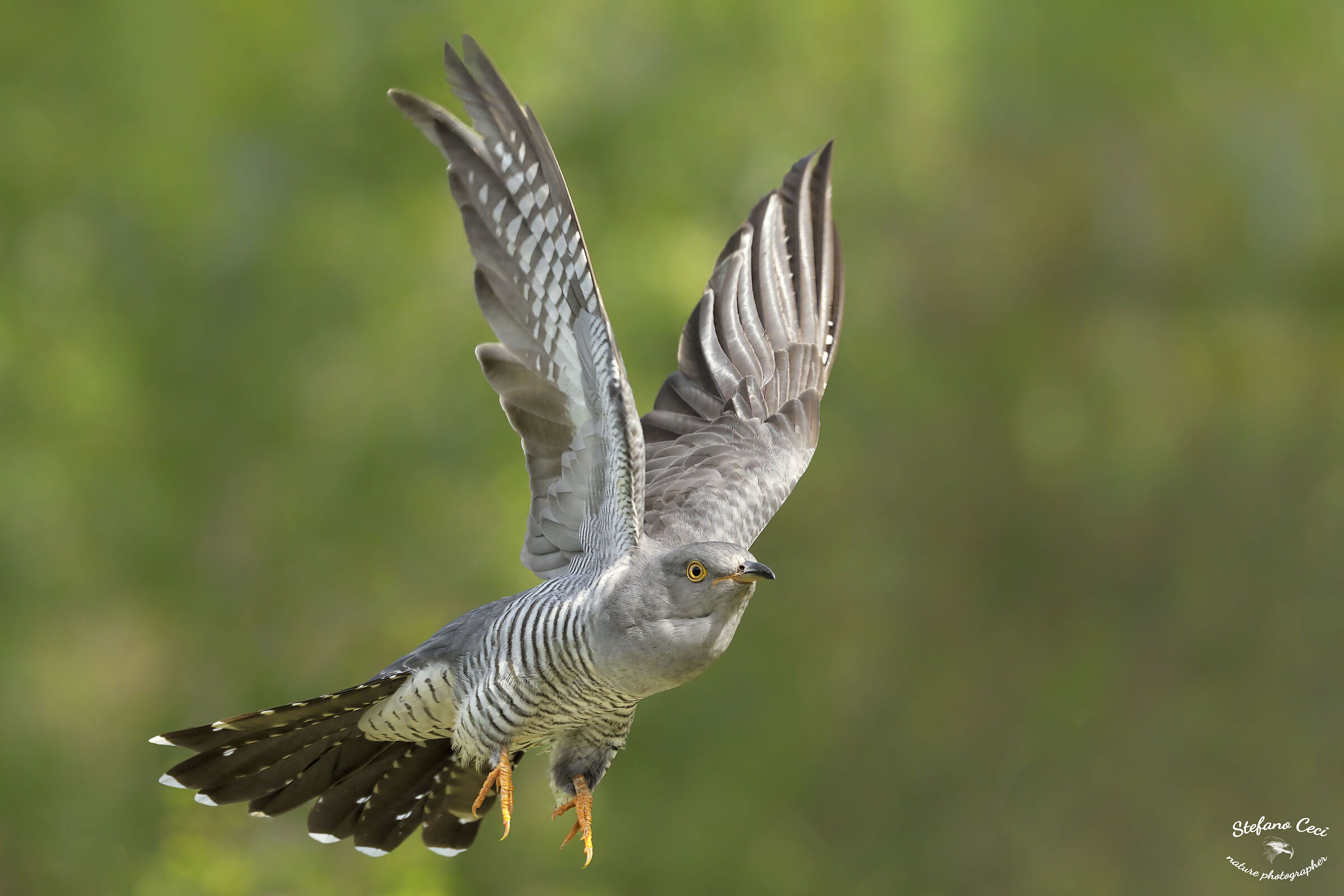 Cuckoo in flight