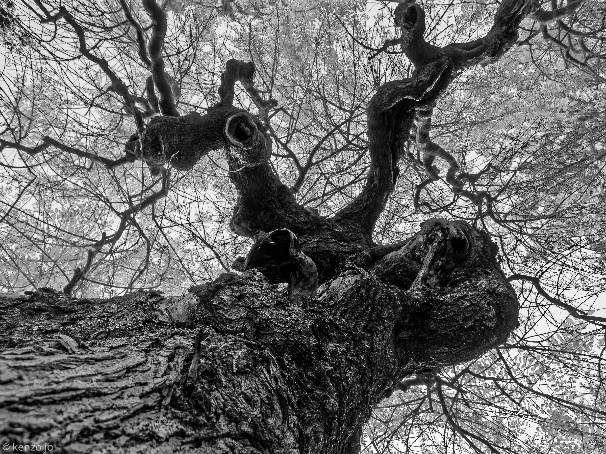 Biosynapses: the brain of plants