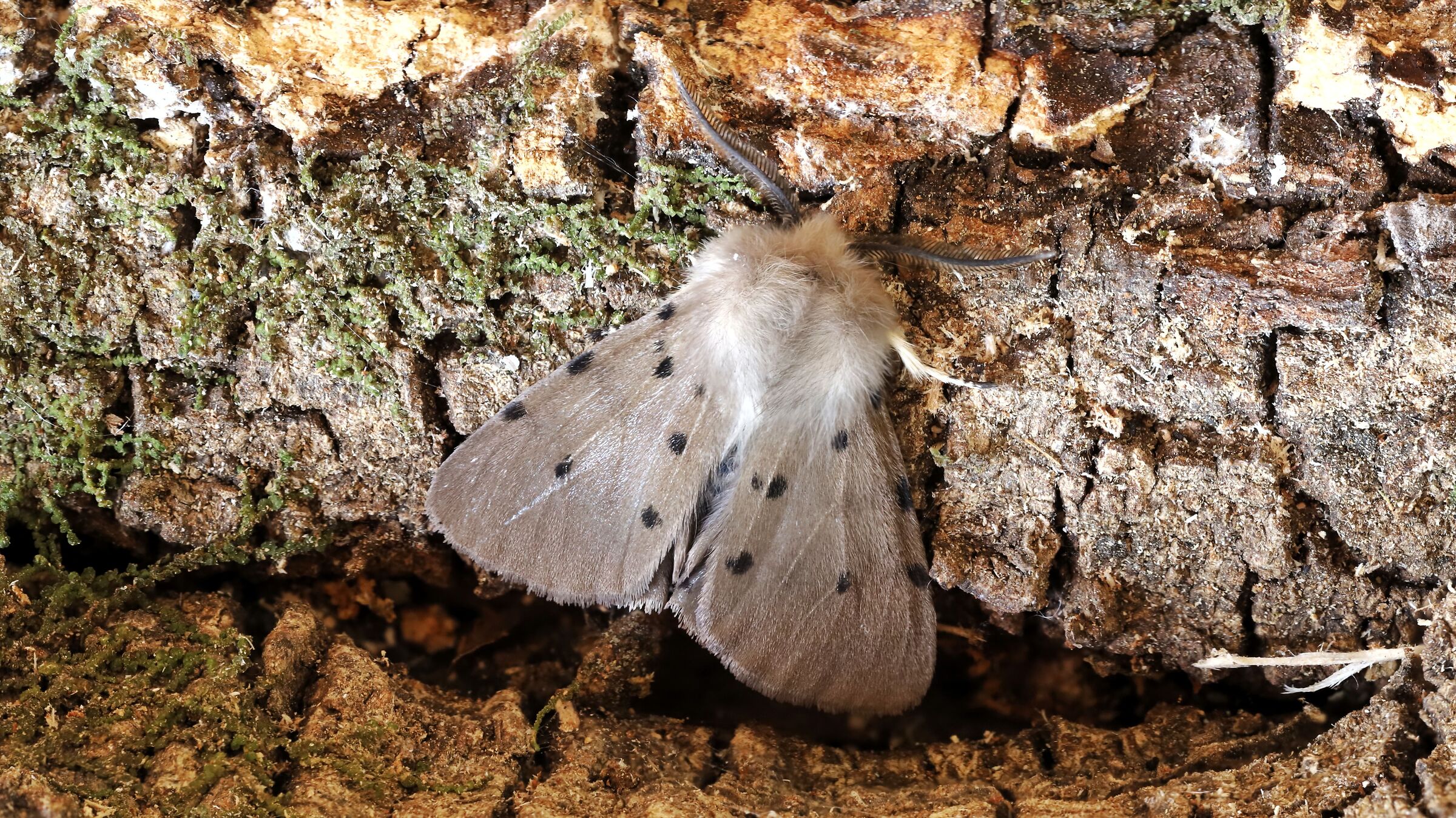 Diaphora mendica _ male