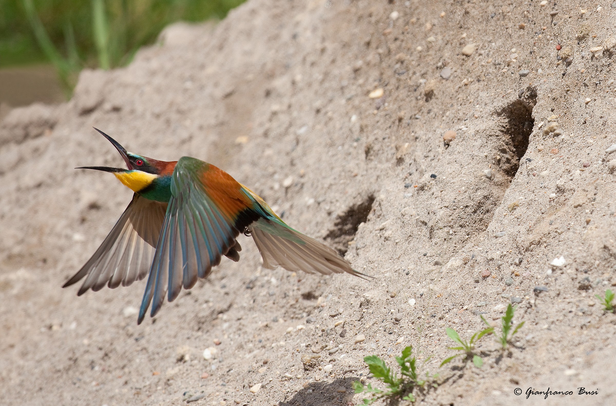 gruccione - merops apiaster