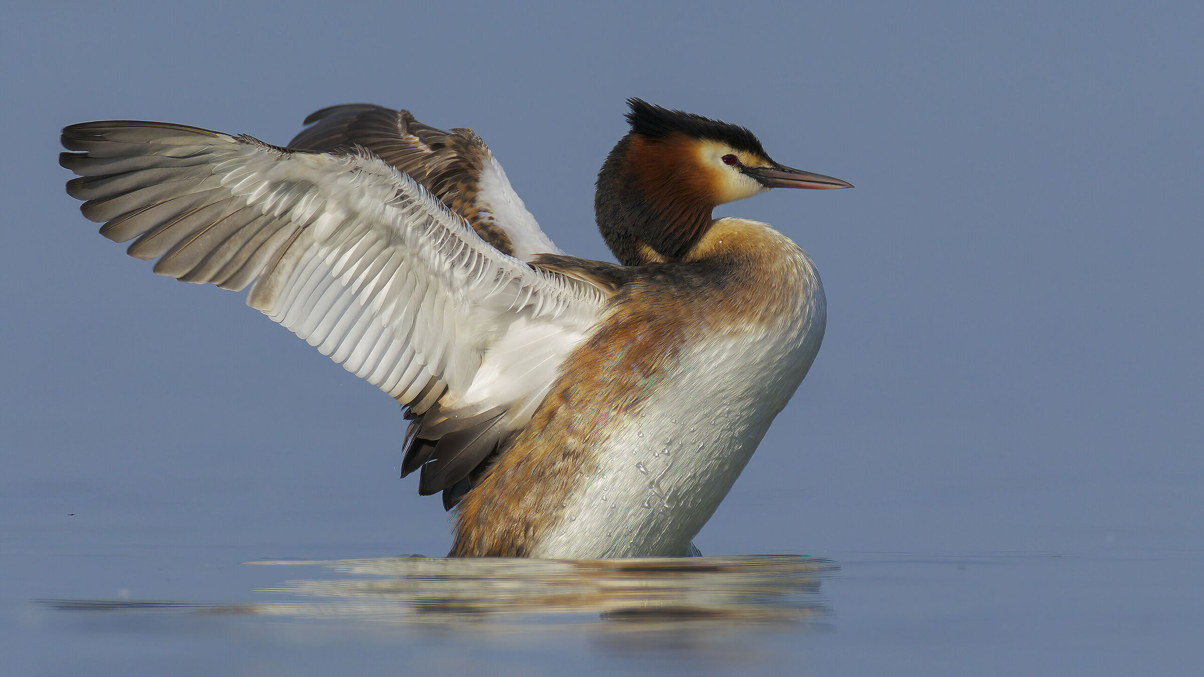 svassi al tramonto sul Garda