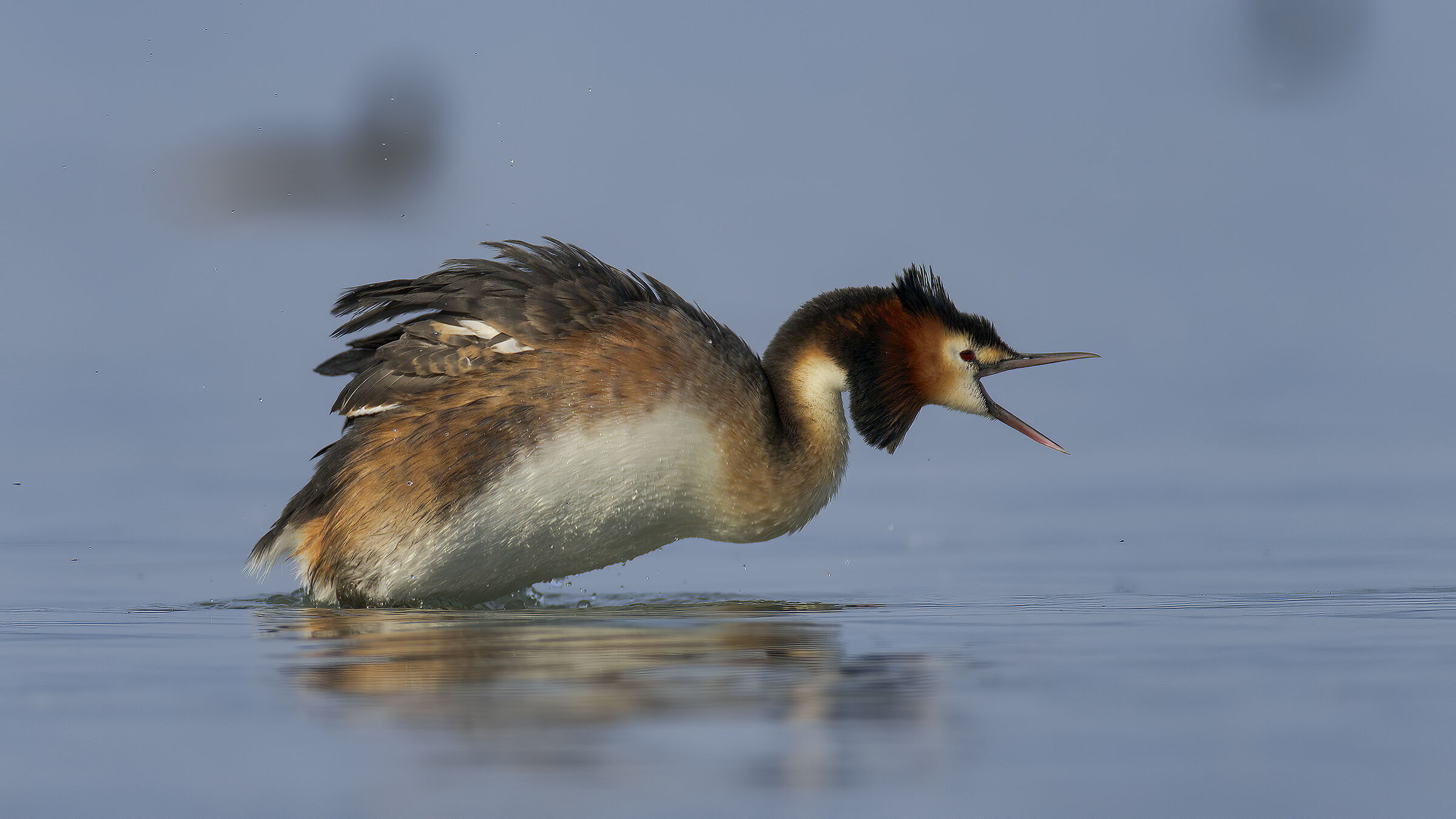 svassi al tramonto sul Garda2