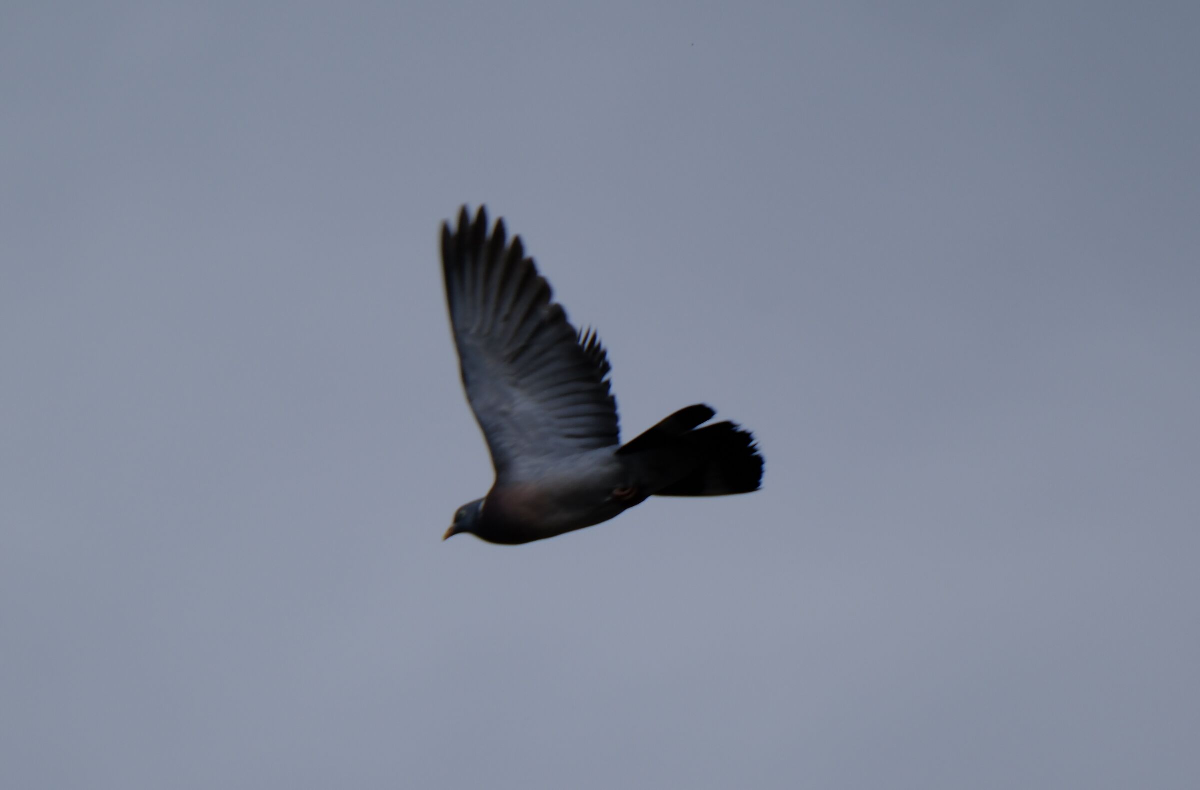 Wood pigeon