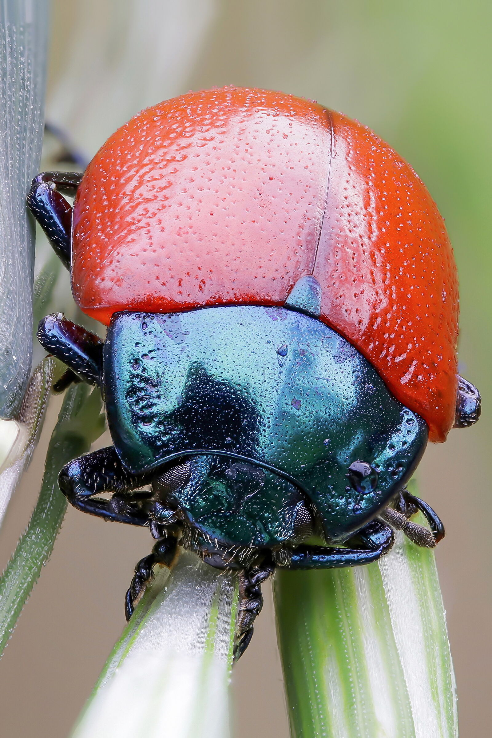 Chrysolina grossa