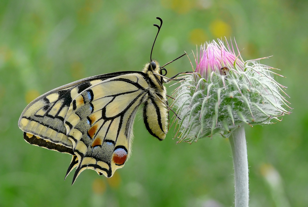Papilio machaon