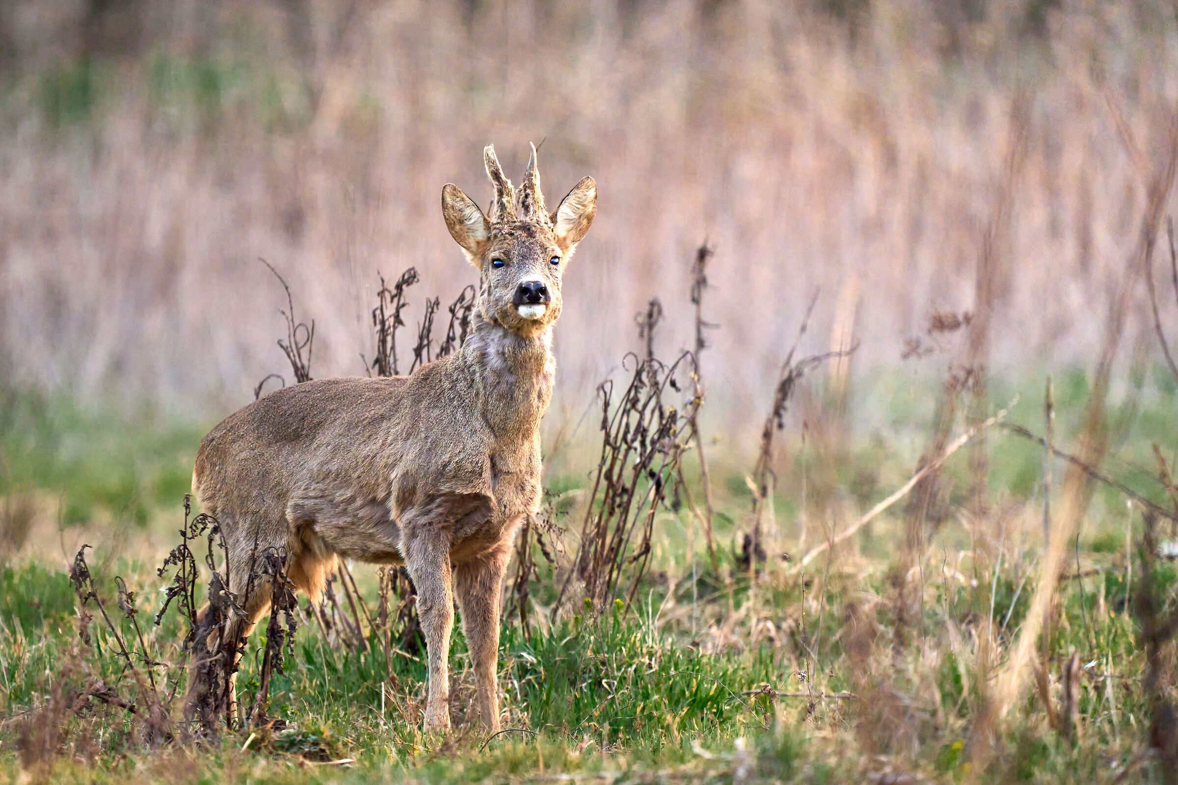 roe deer