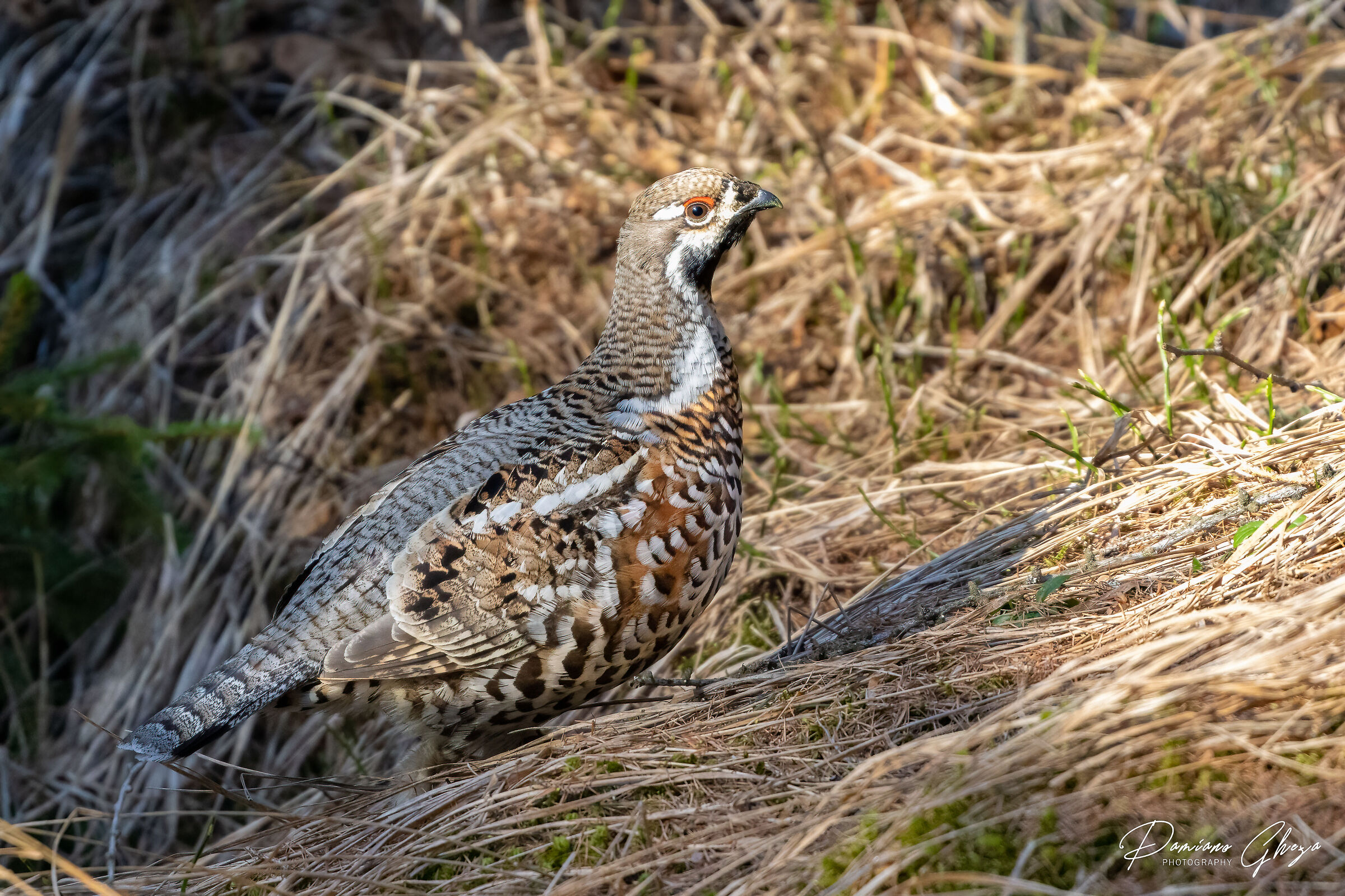 Mountain francolin