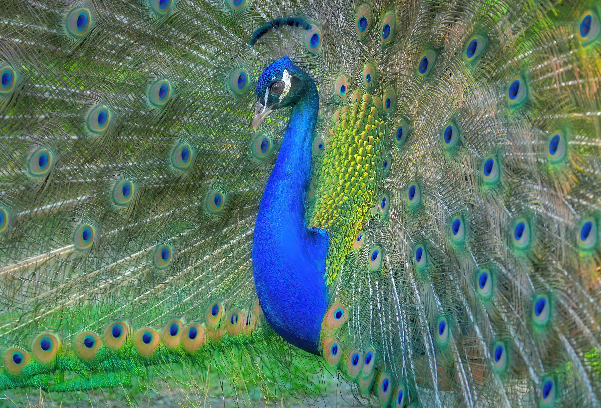 Pavoneggiarsi......a ragione