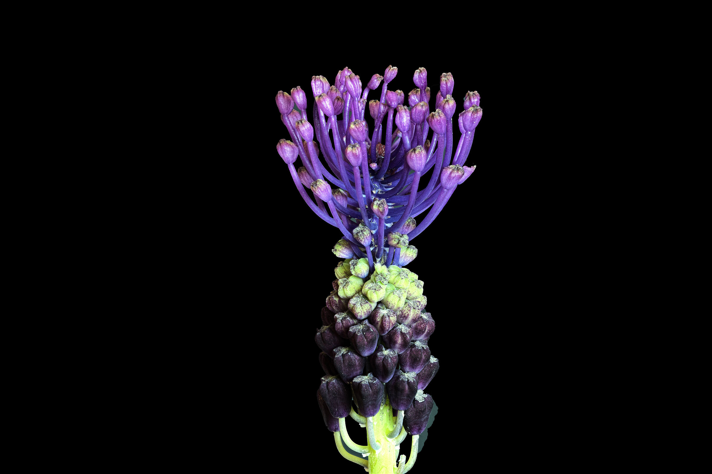 Flower of Lampascione...