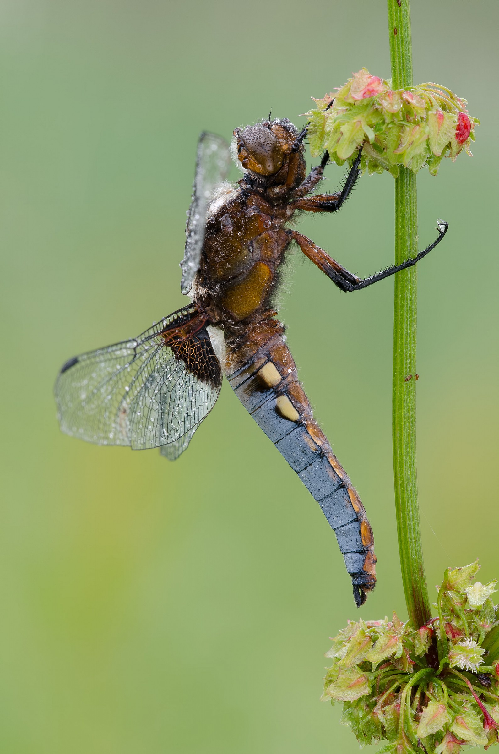 Libellula depressa - male