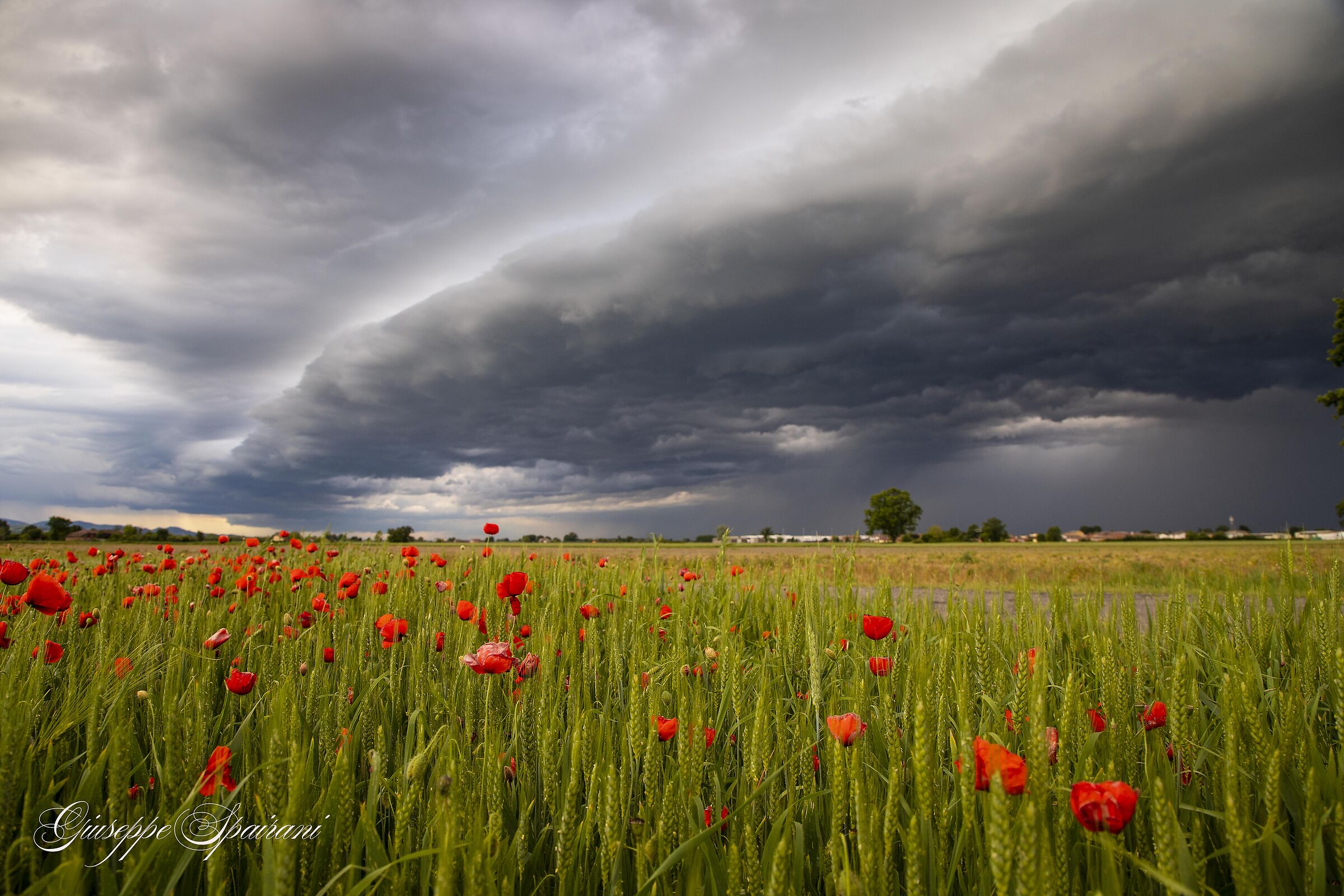 poppies in the storm