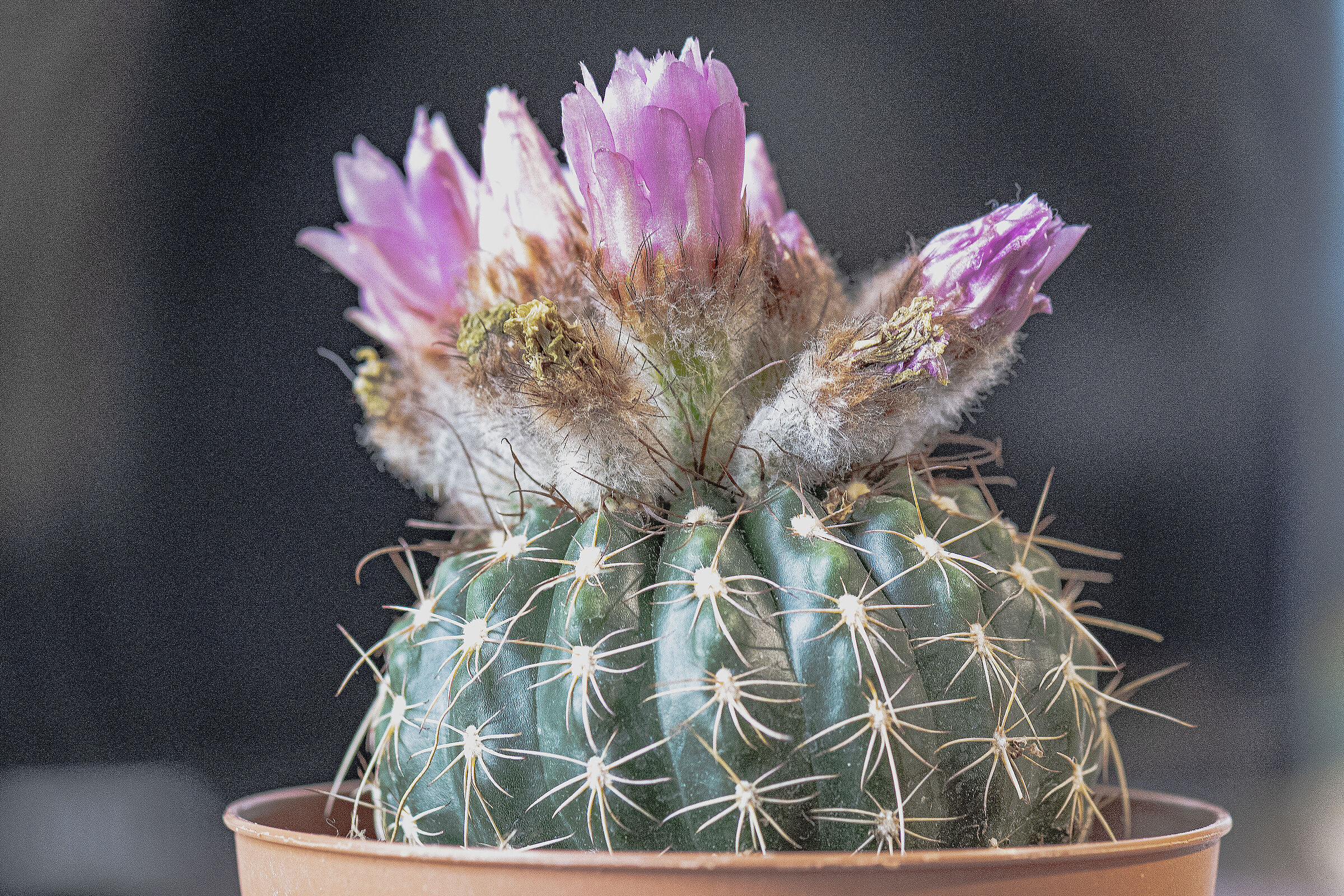 Flowers on a way of thorns