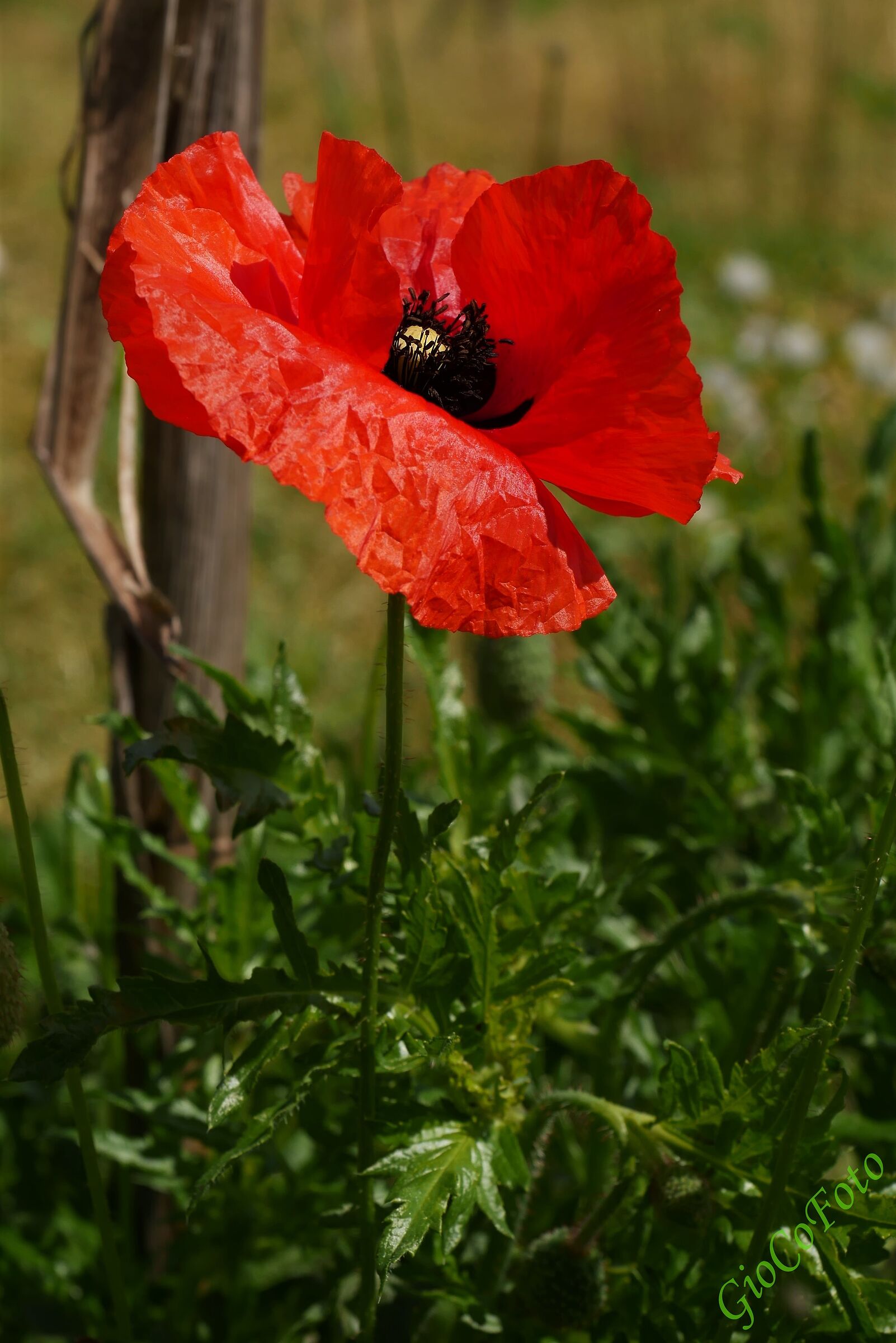 petali di cartapesta