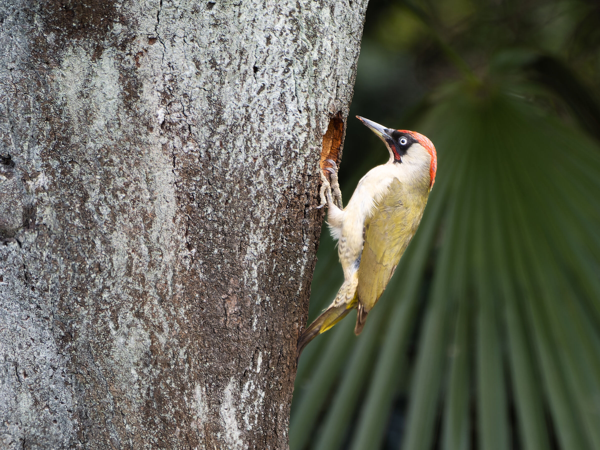 Il maledetto perforatore del mio pruno