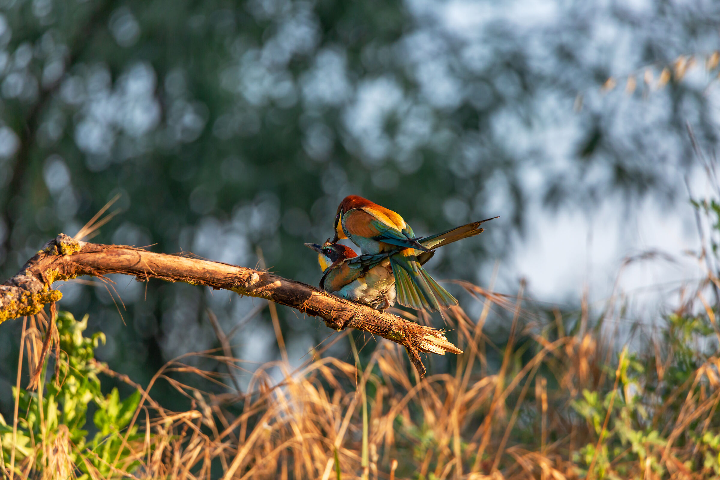 Kunning bee-eaters