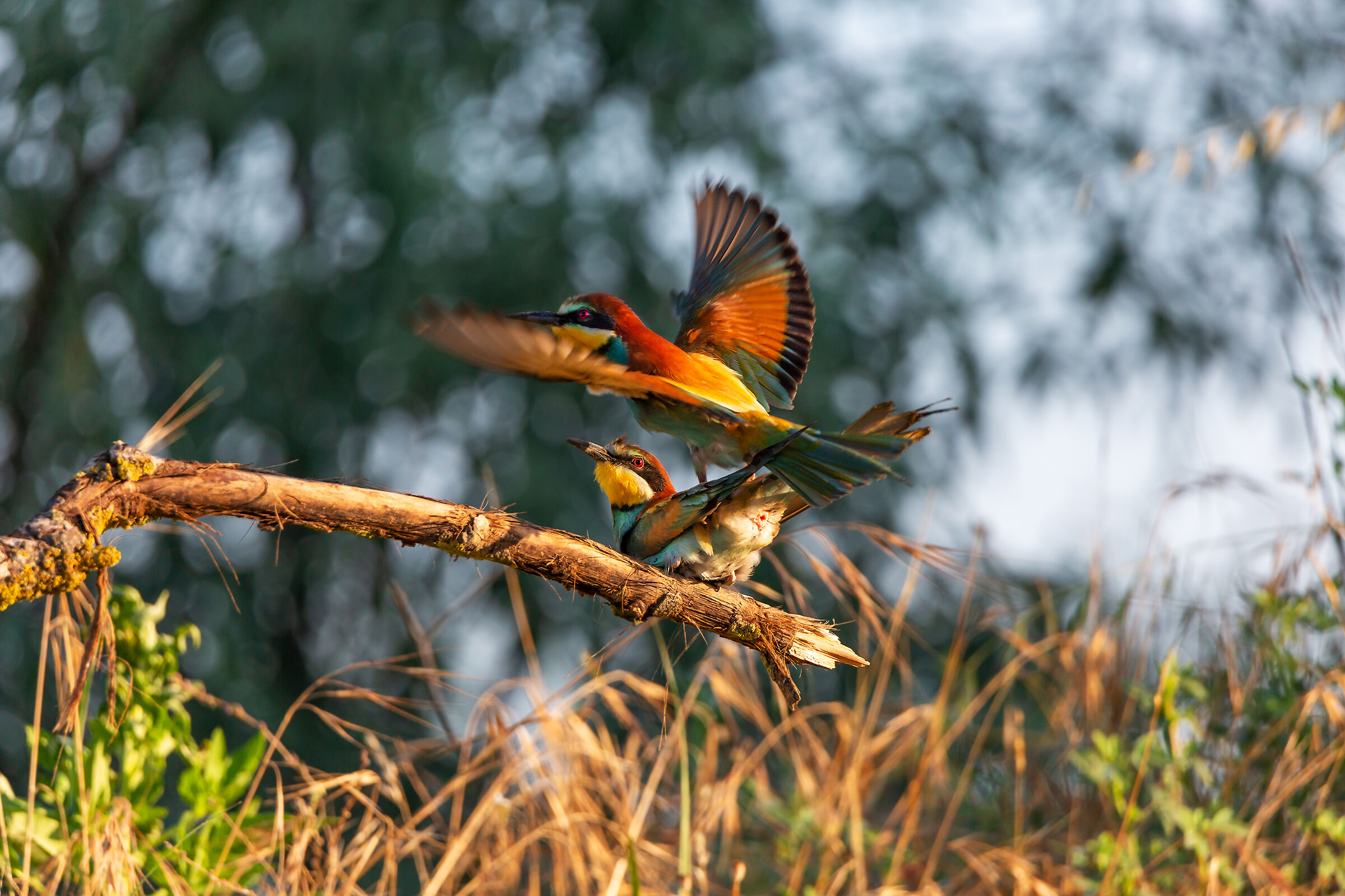 Bee-eaters Term Mating