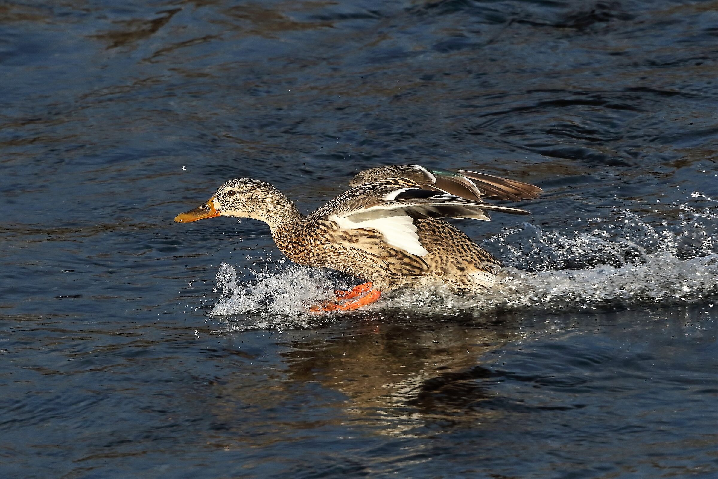 Germano 19 febbraio 2023