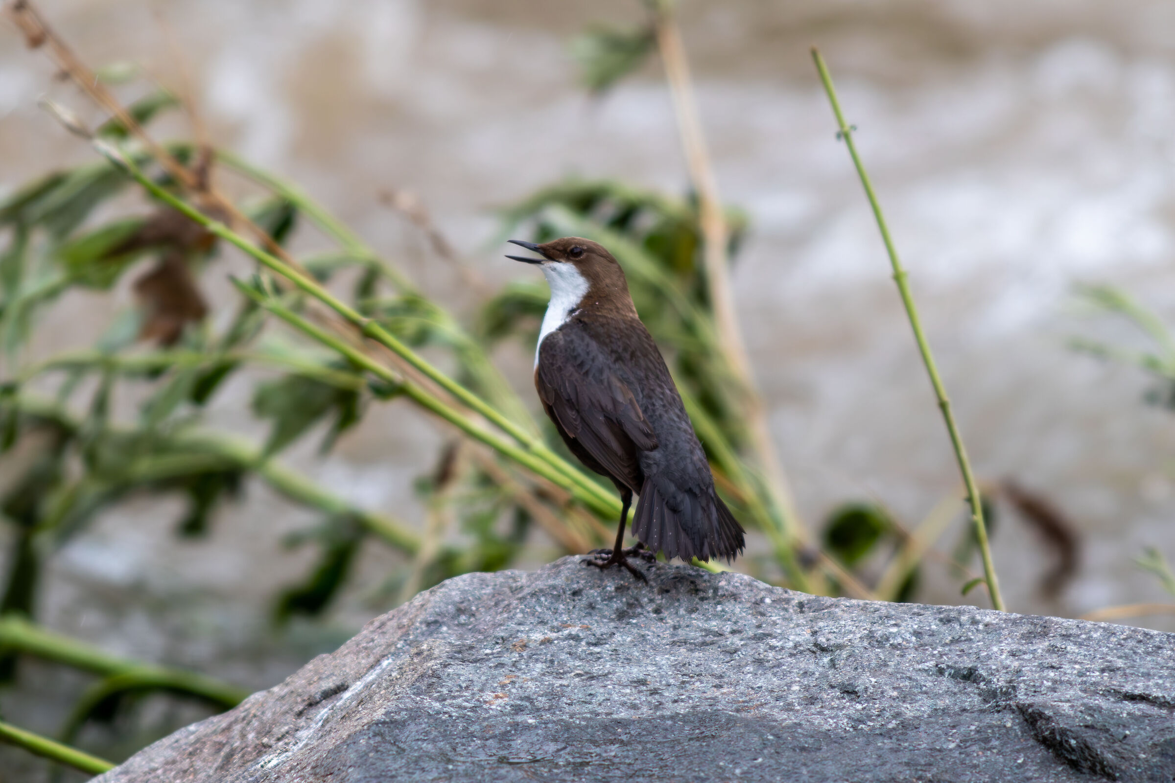 Merlo acquaiolo maschio