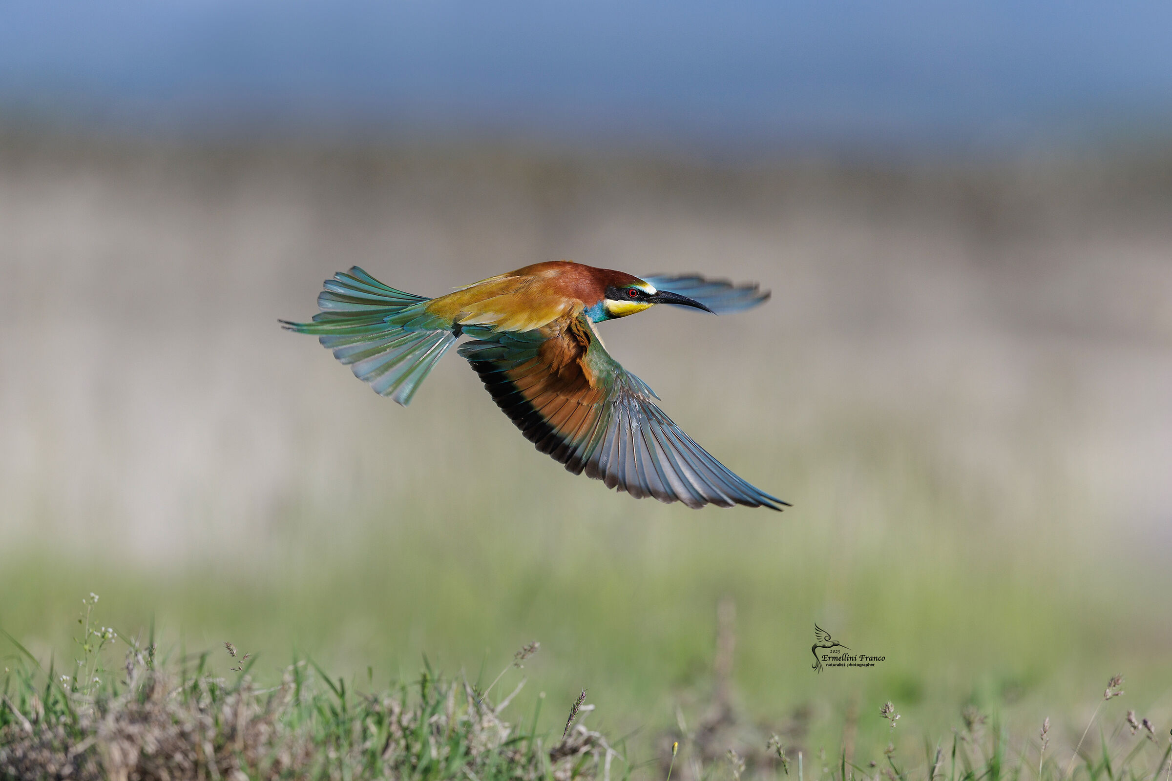 Bee-eater