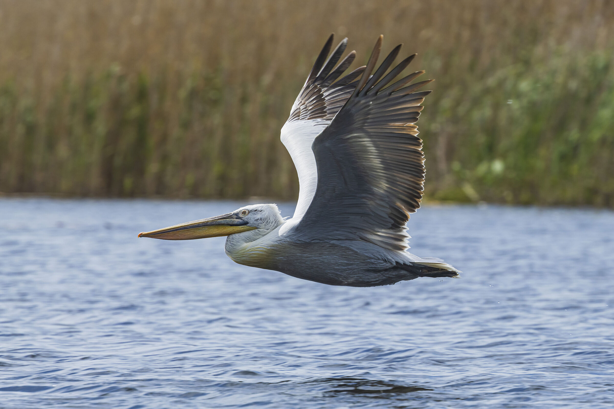 Dalmatian Pelican