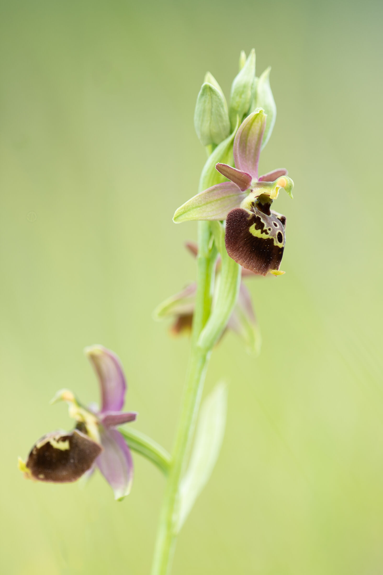 Ophrys x metellae