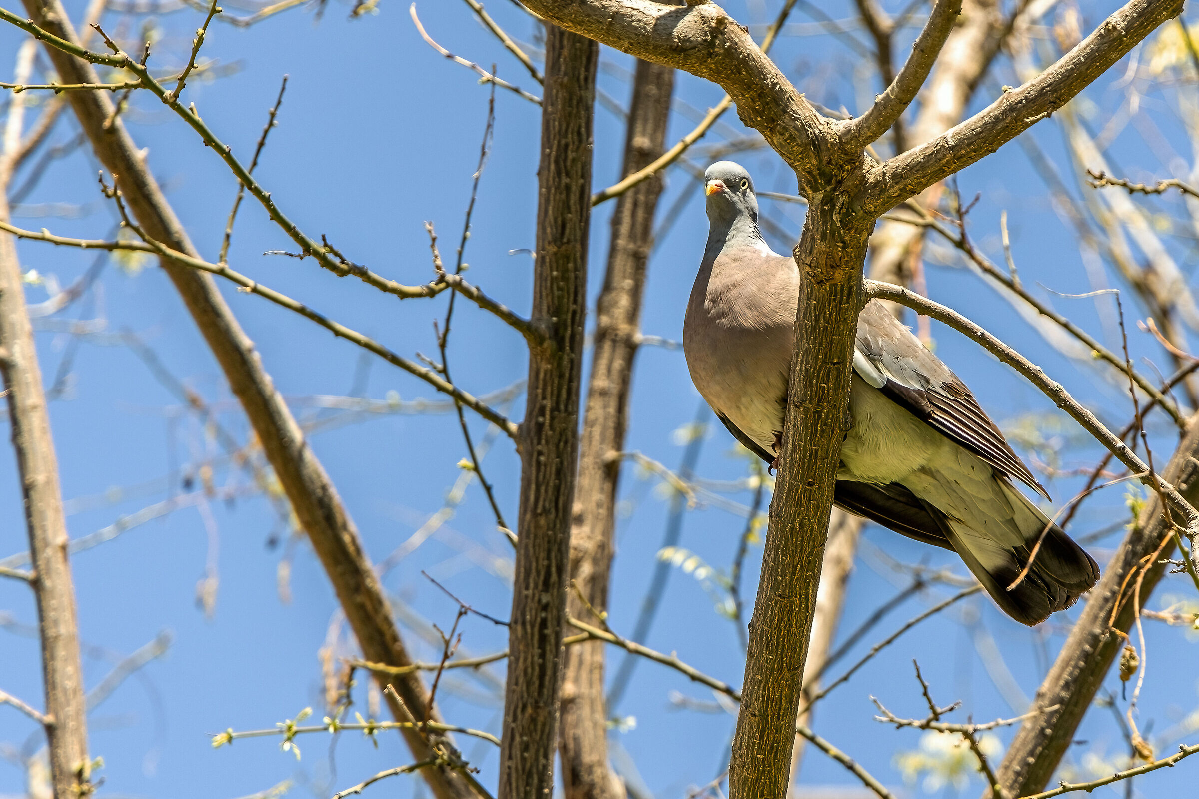 Wood pigeon