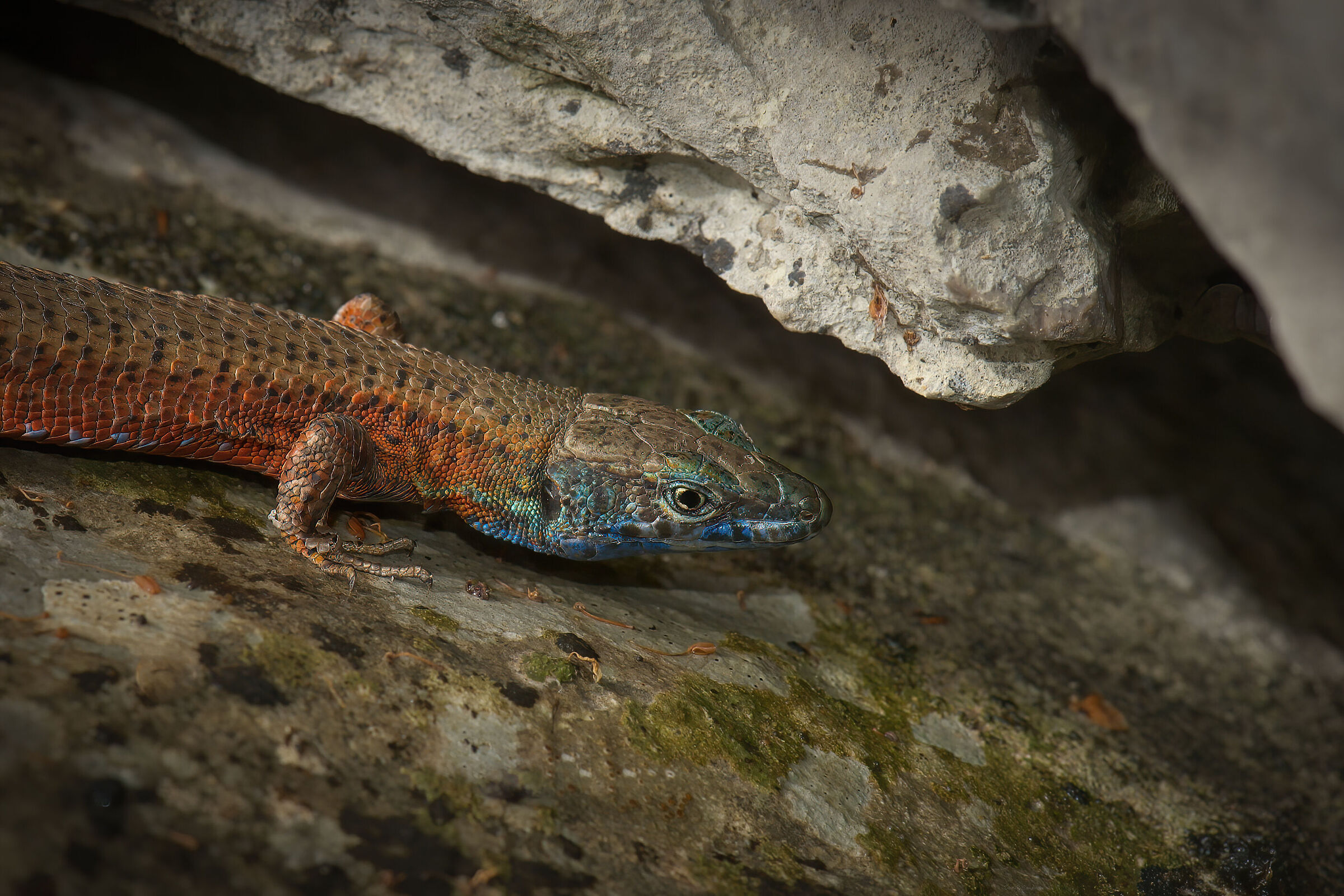 Algyroides nigropunctatus - Val Rosandra