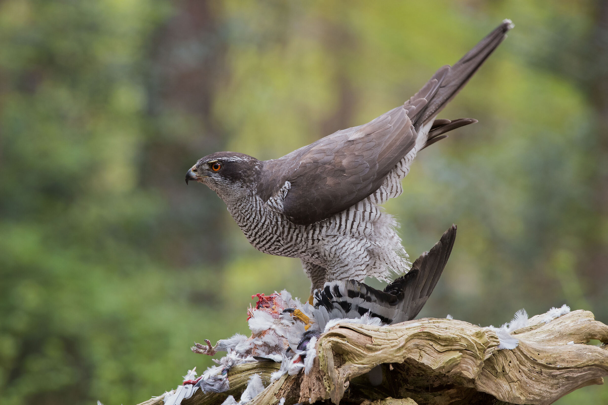Goshawk