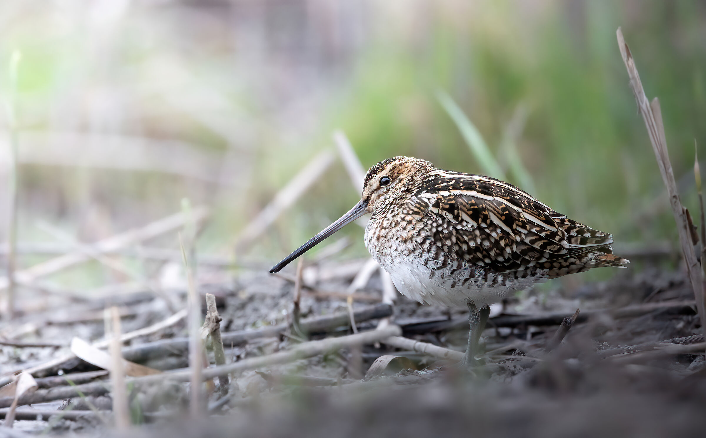 Snipe by the lake