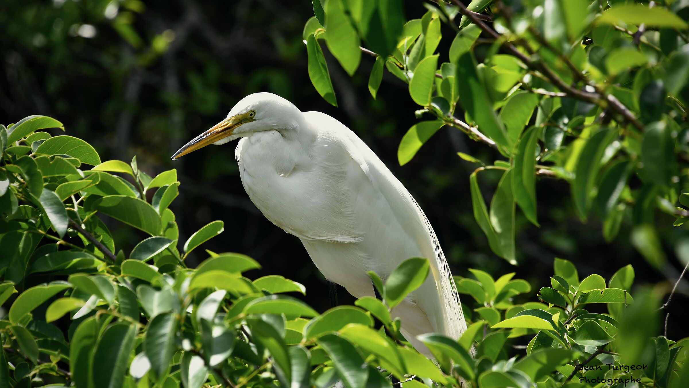 Airone guardabuoi.. Stella superba nel parco